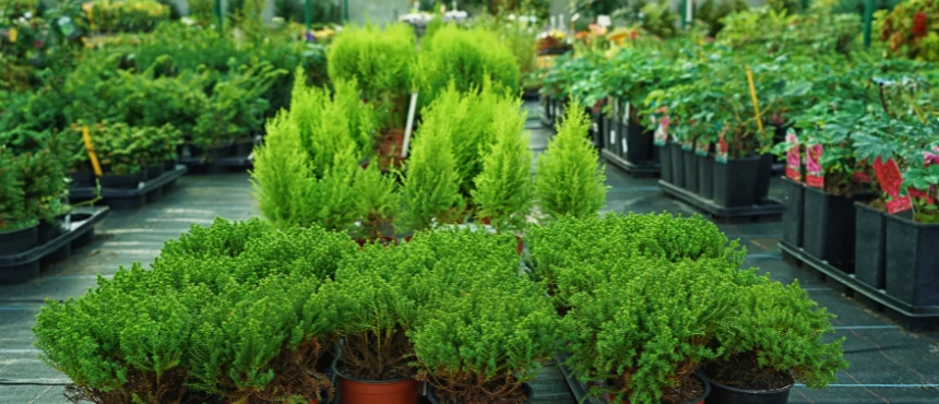 Różnorodne zimozielone rośliny w ozdobnych donicach na zewnątrz, tworzące zielony taras.